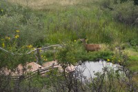 Deer visiting the Meadow Pond